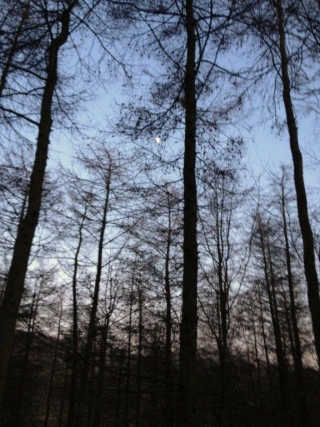  Explorando el bosque al anochecer 